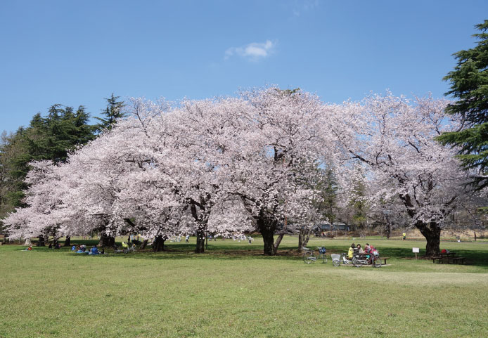 野川公園｜徒歩30min（約2,400m）