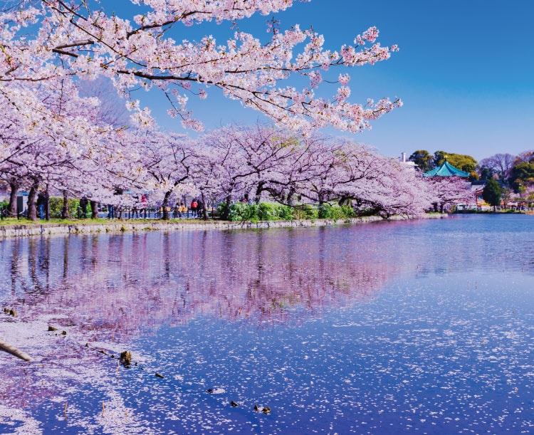 上野恩賜公園（1,200m/徒歩15分）