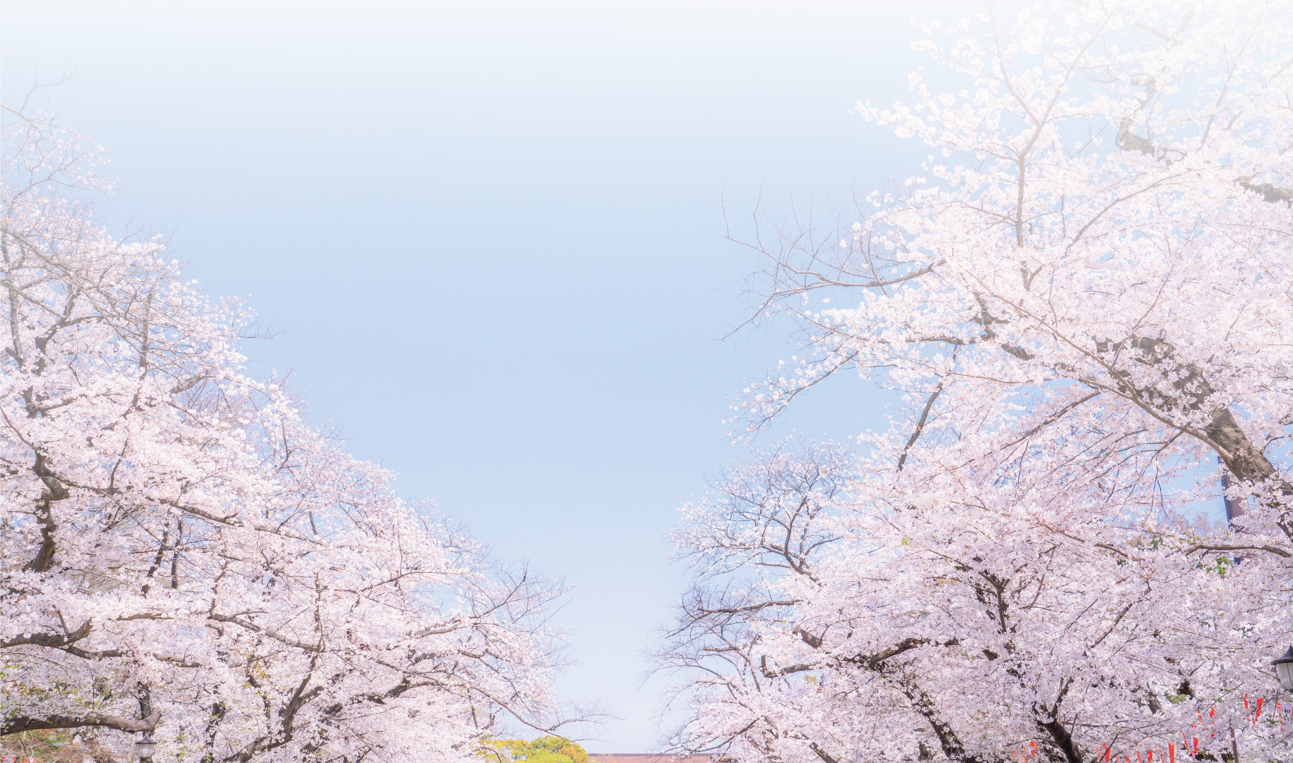 上野恩賜公園の桜